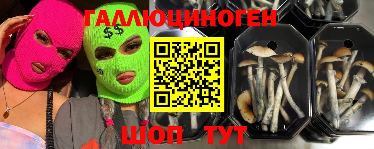Галлюциногенные грибы прущие грибы Усть-Джегута